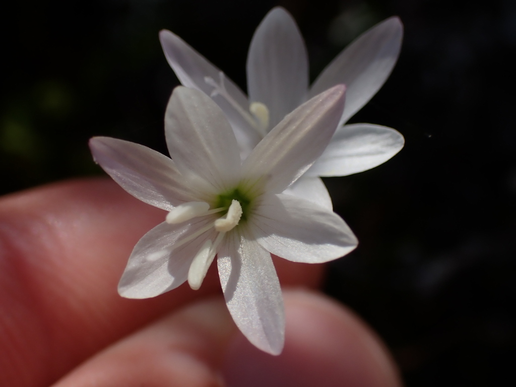 Geissorhiza minuta, West Coast District Municipality, South Africa