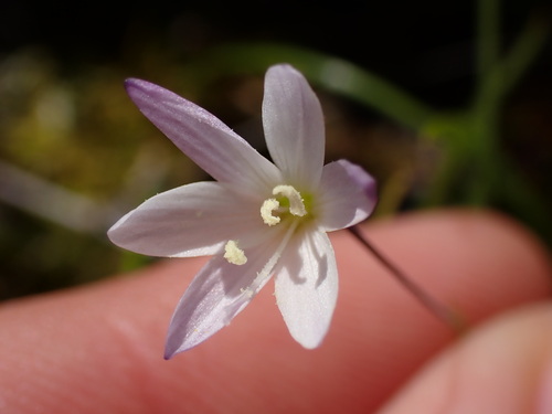 Geissorhiza minuta