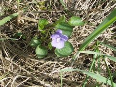 Viola × bavarica
