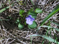 Viola × bavarica
