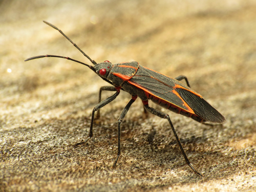 Eastern Boxelder Bug photo 4