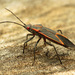 Eastern Boxelder Bug - Photo (c) Katja Schulz, some rights reserved (CC BY)