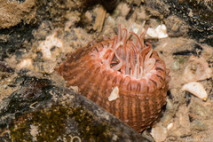 Anthopleura anjunae