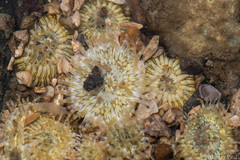 Anthopleura dixoniana