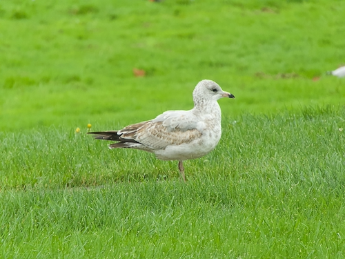 Ring-billed Gull photographed in Wisconsin