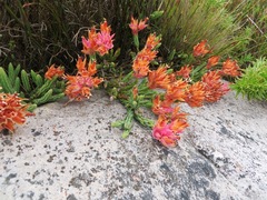 Erica alfredii