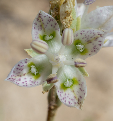 Sunnyside green gentian (Frasera gypsicola)