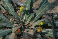 Camissoniopsis micrantha