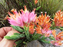 Erica alfredii