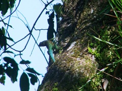 Sceloporus taeniocnemis
