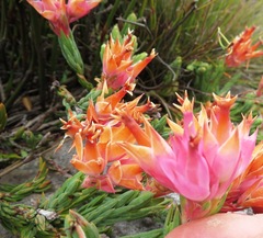 Erica alfredii