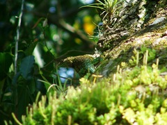 Sceloporus taeniocnemis
