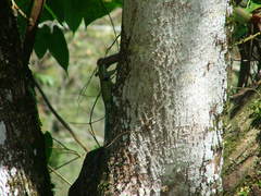 Sceloporus taeniocnemis