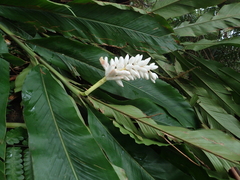 Alpinia uraiensis