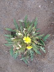 Oenothera primiveris primiveris
