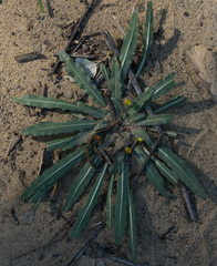 Camissoniopsis micrantha