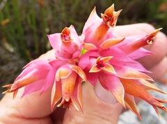 Erica alfredii