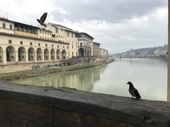 Columba livia domestica
