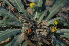 Camissoniopsis micrantha