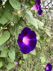 common morning glory (Ipomoea purpurea): origin and uses — photo 3