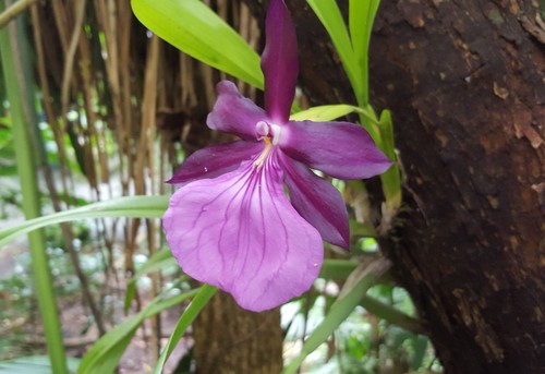 Miltonia moreliana, photograph 4