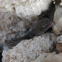 Saurodactylus mauritanicus