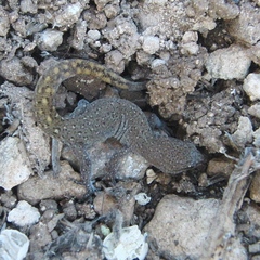 Saurodactylus mauritanicus