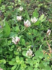 Trifolium clypeatum