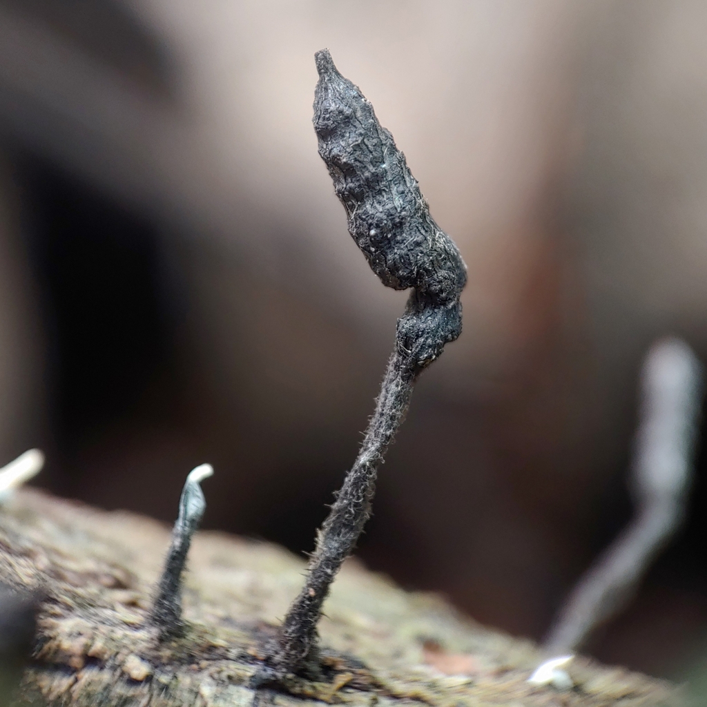 Xylaria arbuscula