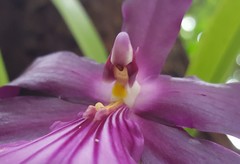 Miltonia moreliana