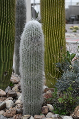 Cephalocereus senilis