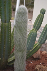 Cephalocereus senilis