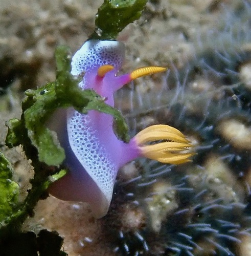 Hypselodoris apolegma