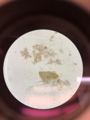 Desmidiaceae
