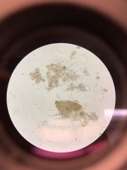 Desmidiaceae