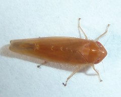 Colladonus holmesi