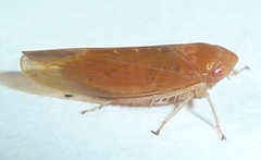 Colladonus holmesi