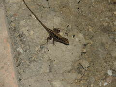 Anolis spilorhipis