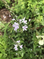 Priva flabelliformis