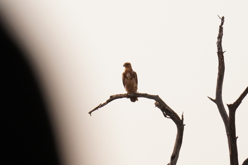 Tawny Eagle