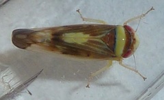 Colladonus montanus