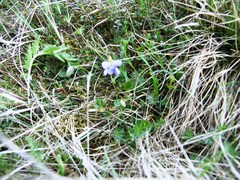 Viola canina