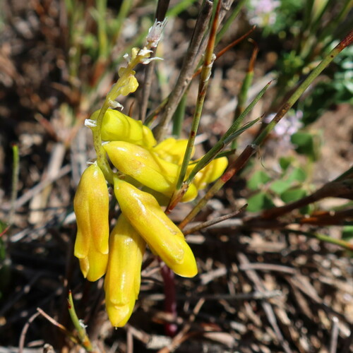 Lachenalia patentissima