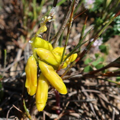 Lachenalia patentissima