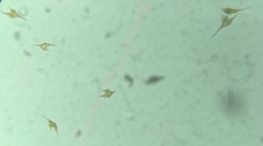 Miozoa
