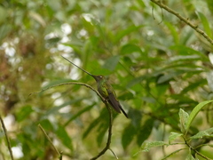 Ensifera ensifera