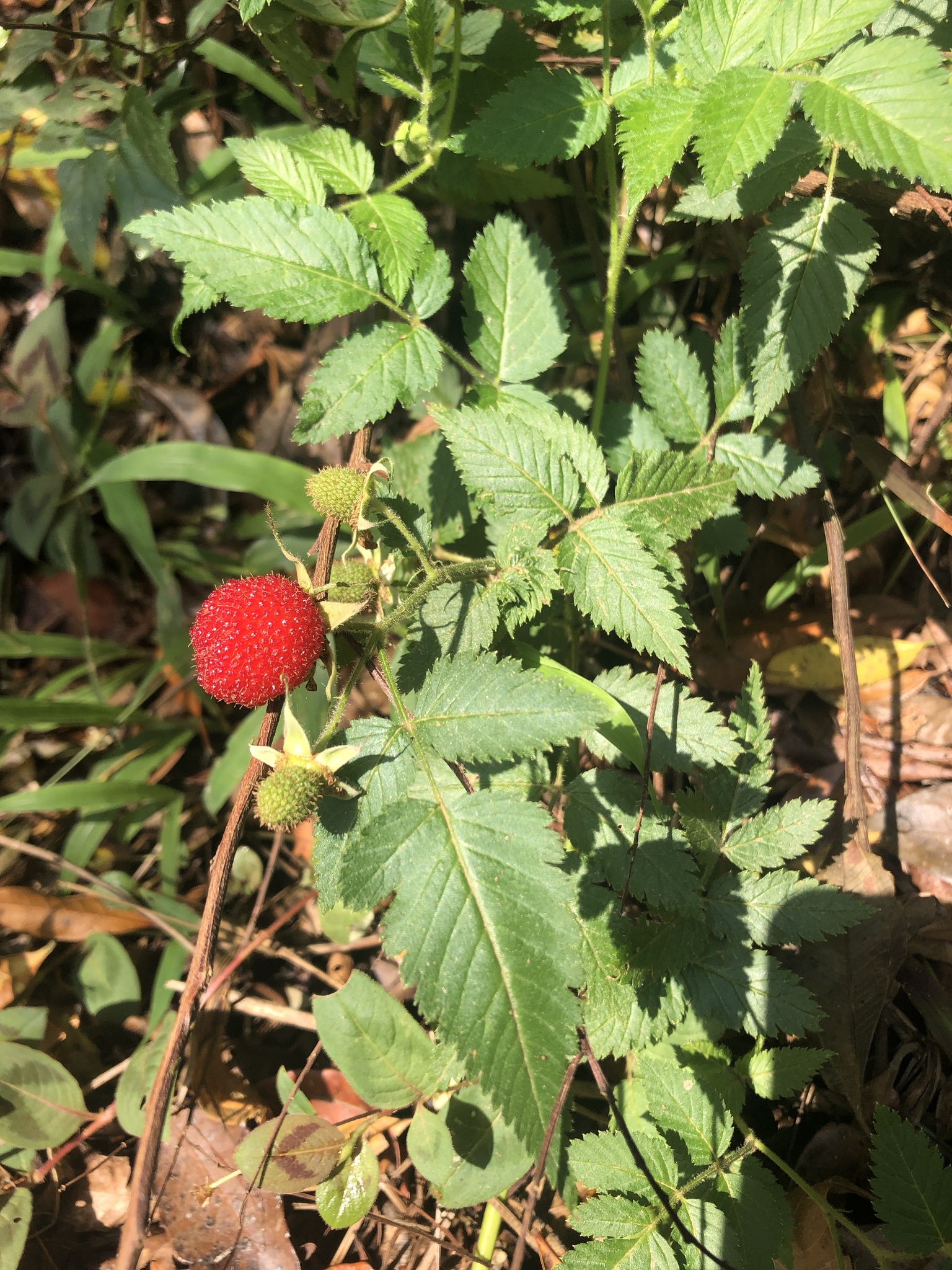 Rubus rosifolius