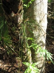 Vittaria lineata image