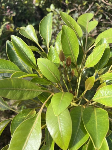 Polyscias bisattenuata, 2023-09-26