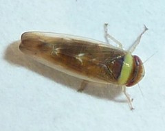 Colladonus montanus reductus